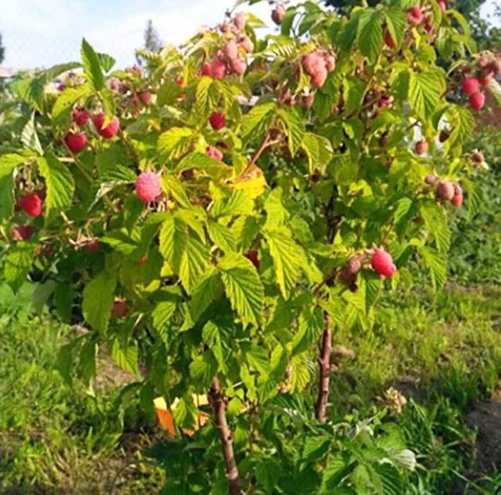 Берёза белоствольная, Бук,Осина,Дуб Красный, Клен, Рябина,Горобина