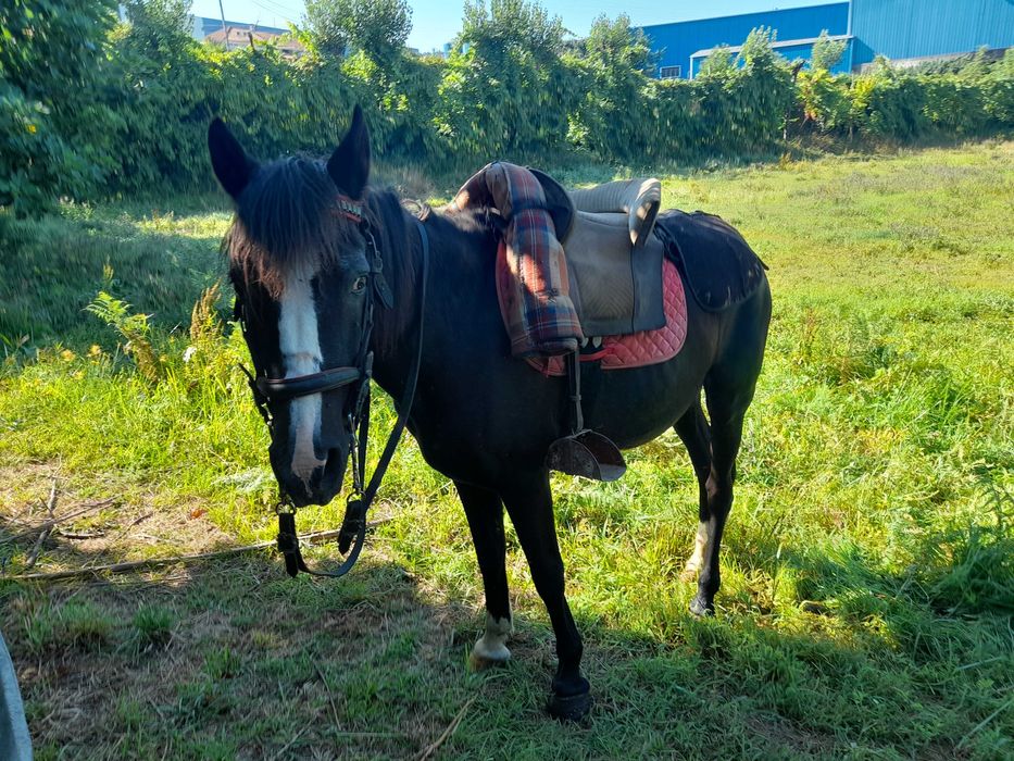 Animais cruzado portugues