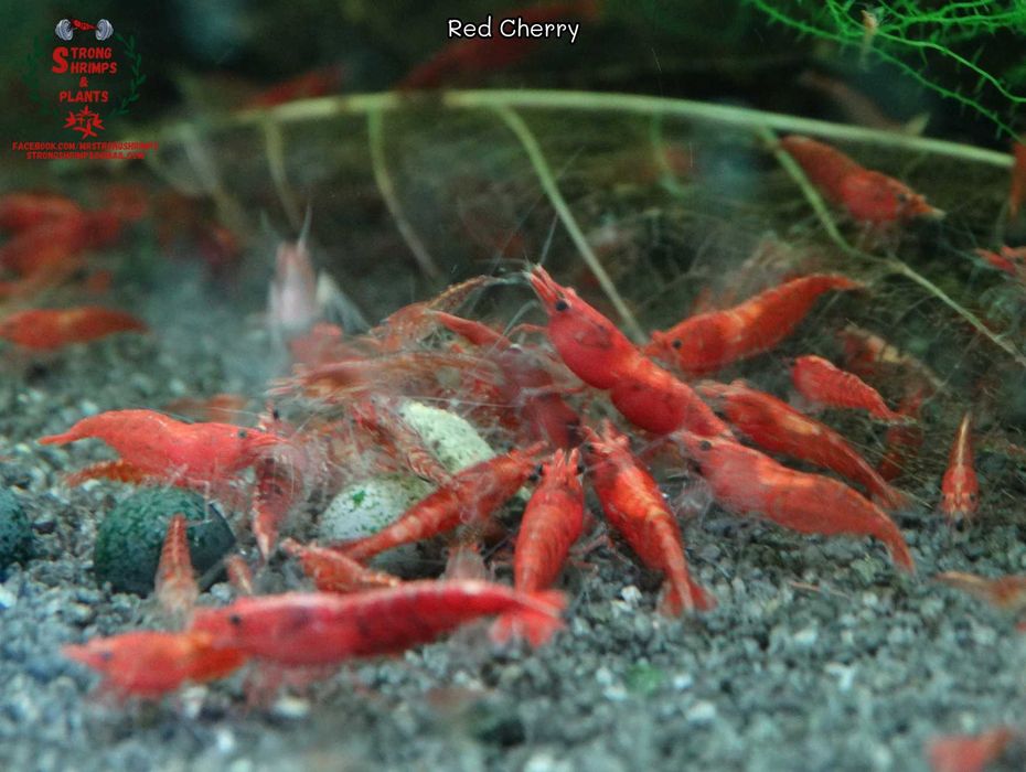 Krewetki Neocaridina Red Cherry woda kranowa ZAMIANA GRATIS PROMOCJA