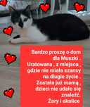 Młodziutka Muszka , z Żor  szuka dobrego domu