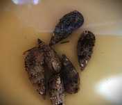 Ślimak Cerithium spp.. Morskie