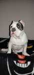 American bully puppy мальчик амбуллі стандарт