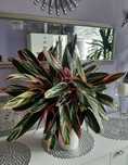 Sprzedam Calathea o wysokości 50cm