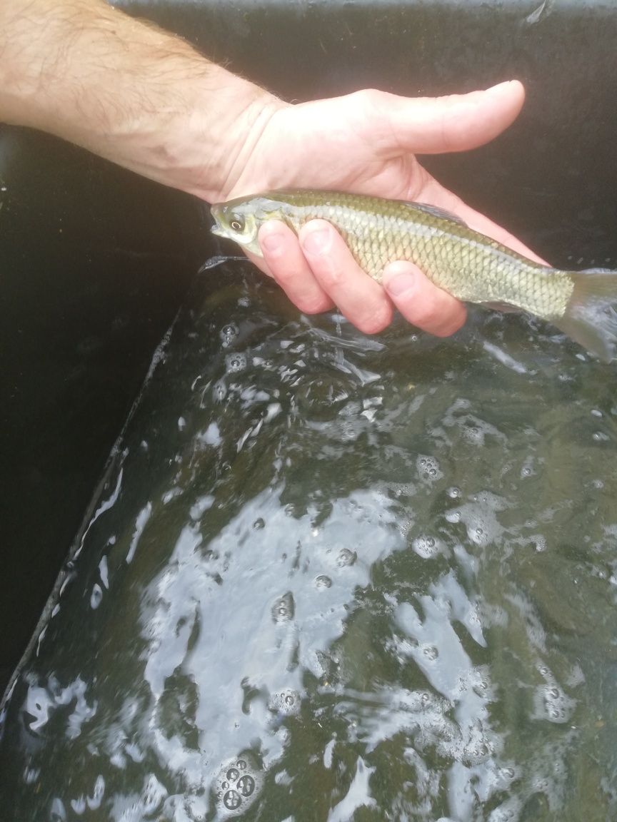 Amur kroczek narybek 15-20cm