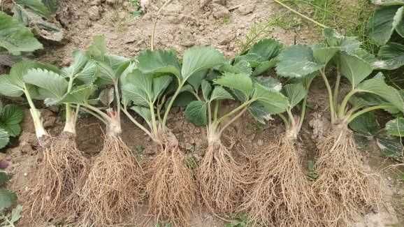 Piękne sadzonki truskawek