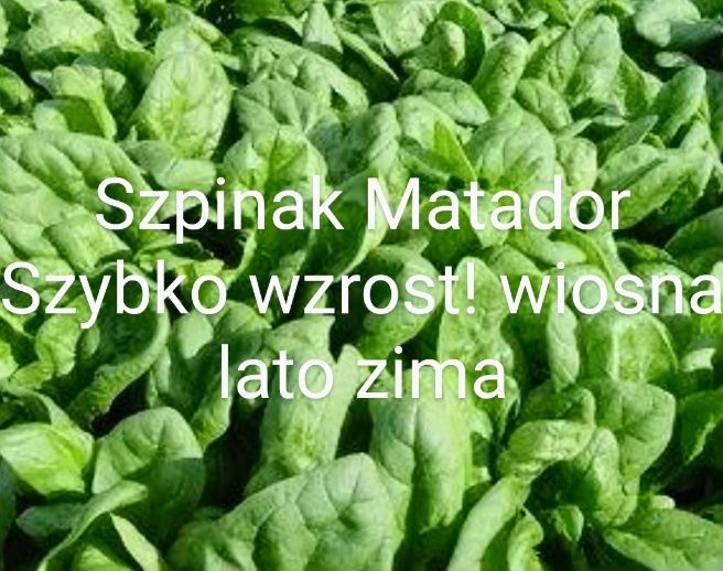 Fasolnik czerwony włoski Fasola 60 cm tyczna