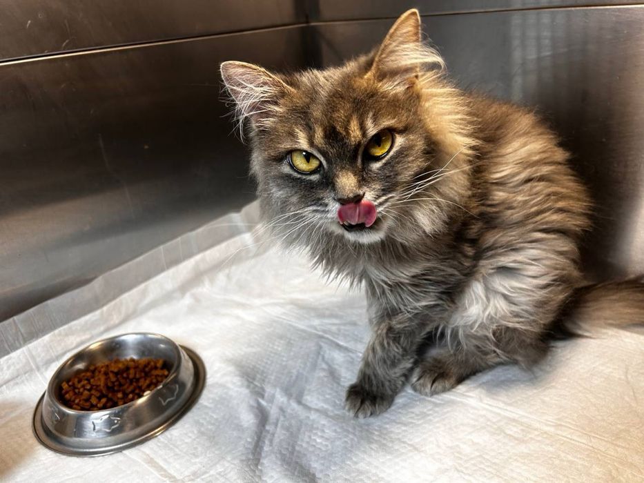 Котята в хорошие руки