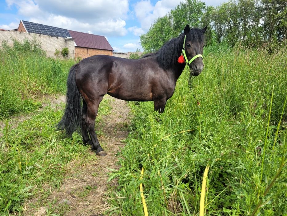 Kucyk kobyła klacz Zamiana