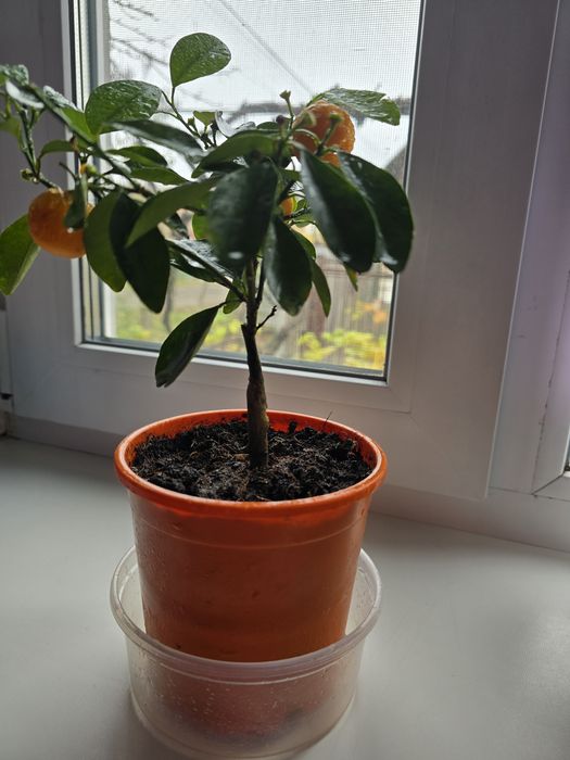 Цитрусова рослина з плодами в горщику Каламондин, висота 30 см