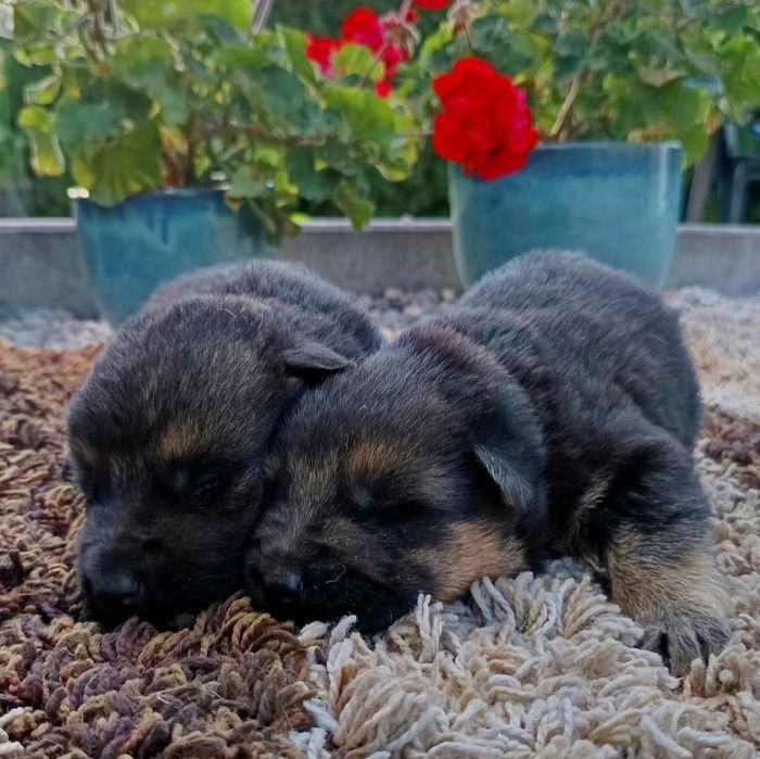 Owczarek niemiecki z rodowodem FCI