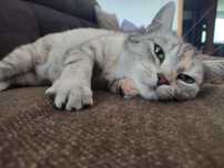 Melisa - przepiękna whiskaska