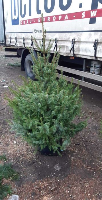 ***JODŁA KAUKASKA *** ŚWIERK*** jodła w doniczce