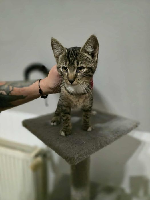 Cudowna Calineczka do adopcji,pokochaj kociaka,bura,pręgowana,koteczka