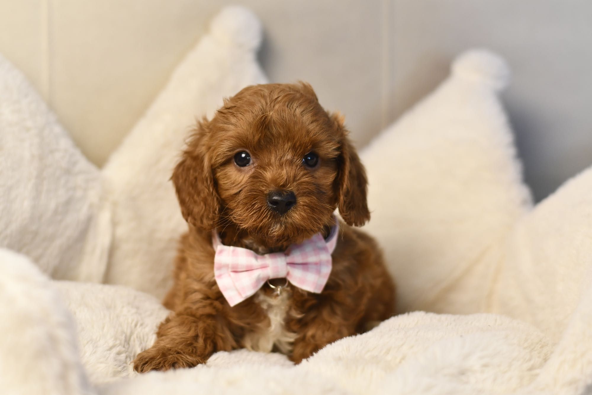 Cavapoo F1 RED BROWN wyjątkowa dziewczynka gotowa do odbioru