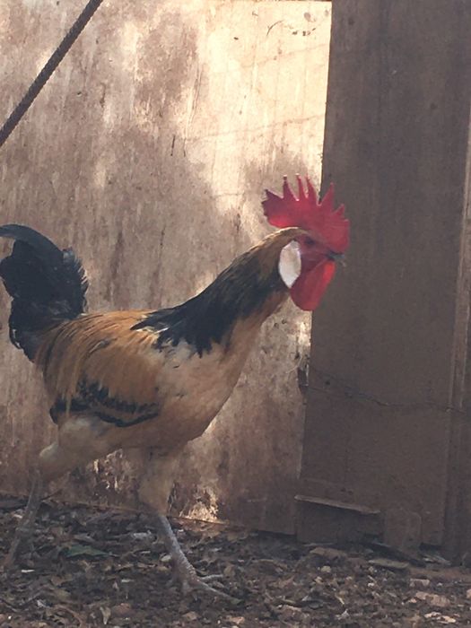 Casal andaluza surenha morucha