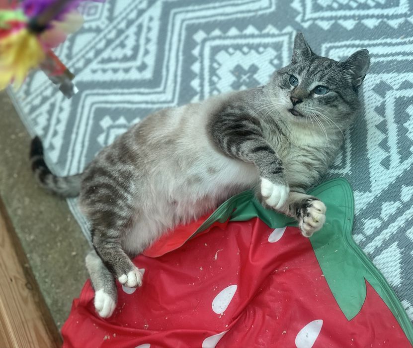 Niebieskoooki Maksio szuka najlepszego domu pod słońcem