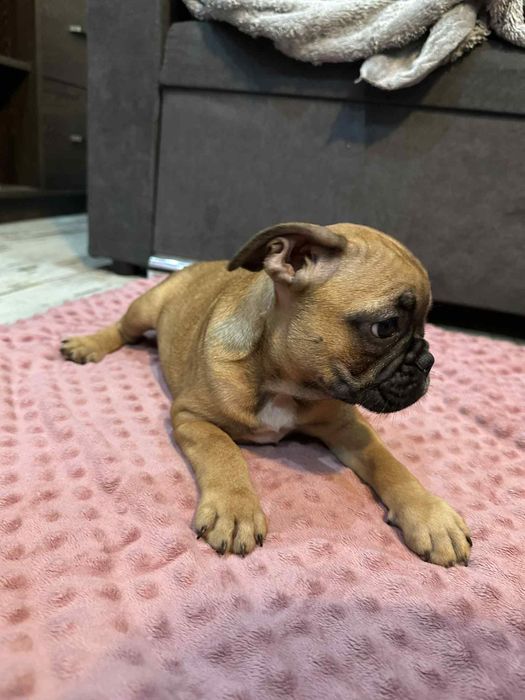 Buldog francuski suczka