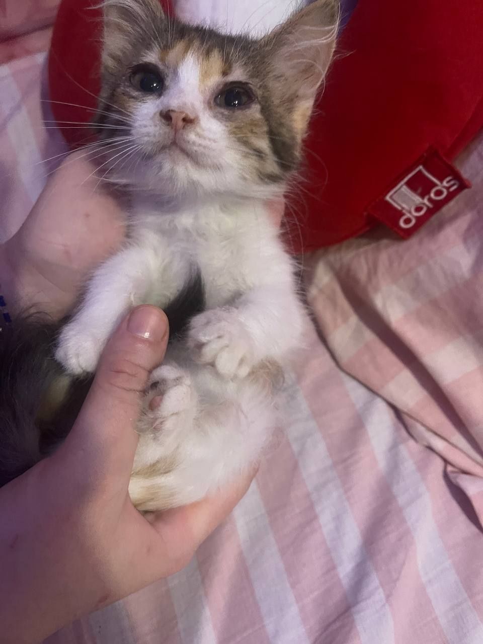 Кошенята 2 місяці.