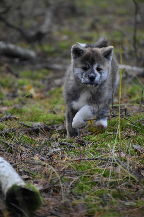Akita, Akita Inu, Akita Japońska - suczka FCI/ZKwP pręgowana