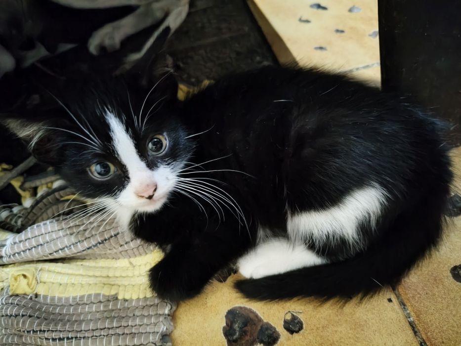 Gatos para adoção responsável