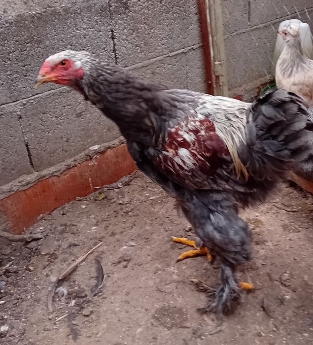Frangos de várias raças