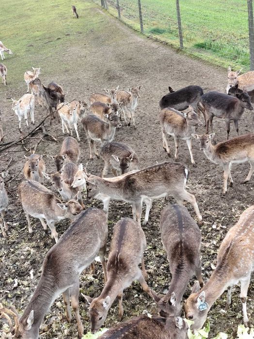 daniele łanie,  cielęta