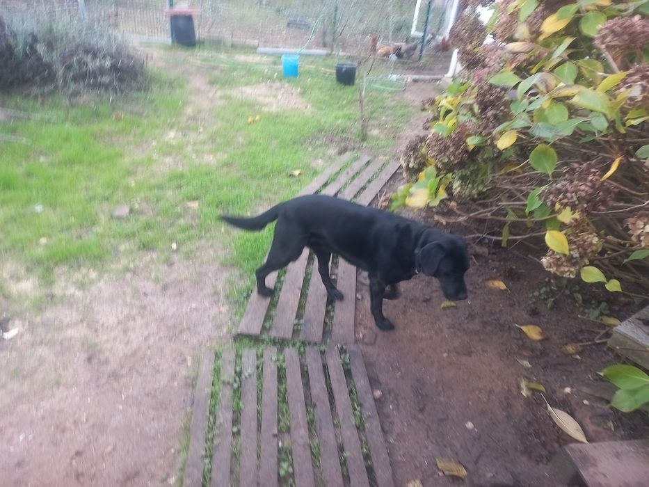 Labrador fêmea esterilizada