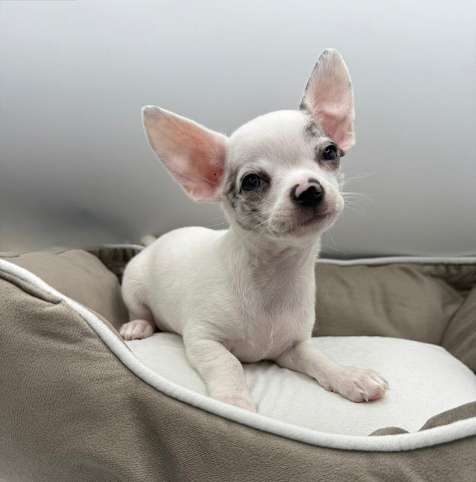 Piesek chichuahua krótkowłosy biały blue Merle.