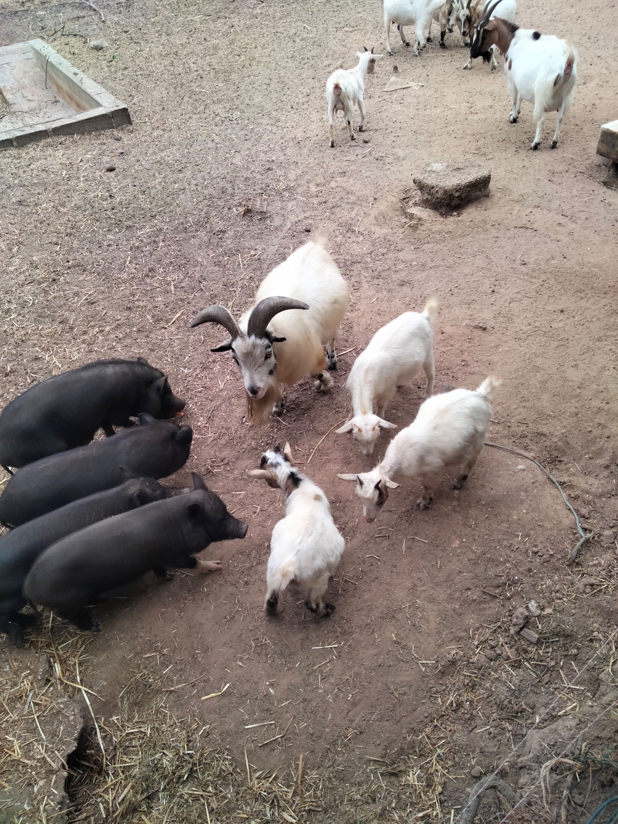 Vendo cabras anãs e porcos do Vietname.