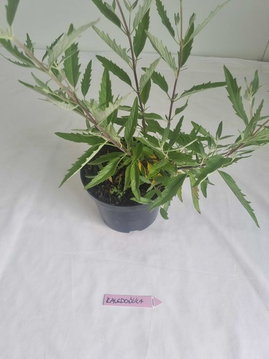 Barbula Kaledońska –Krzew Ozdobny, Doniczka 2L, Wys. 50 cm