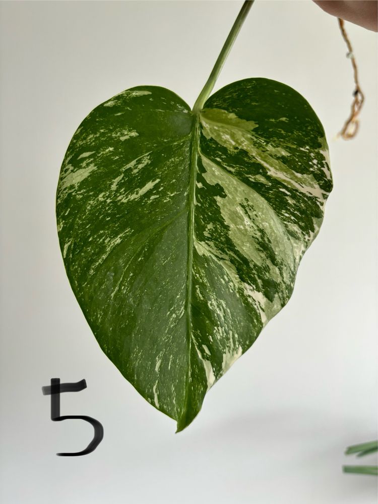 Monstera variegata, pędówka, ukorzeniona