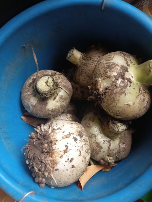 Індійське цибулиння (идийский лук) кімнатна рослина лікувальна