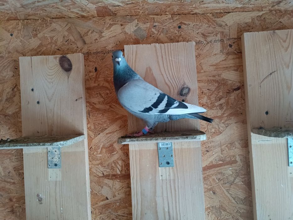 Sprzedam Samice Elektro x Porsche Gołębie Pocztowe