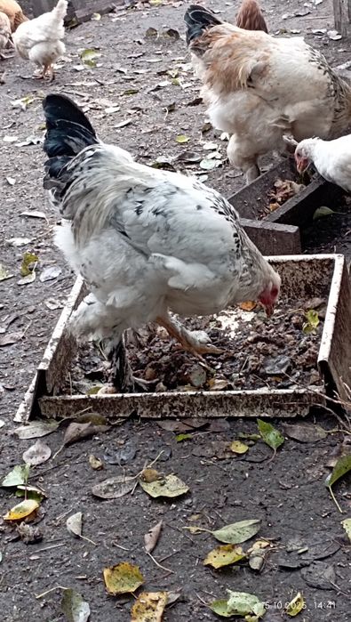 Продам курей Брама разного возраста