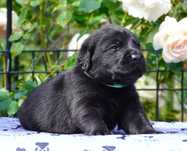 Labrador retriever -czarny piesek ZKwP/FCI