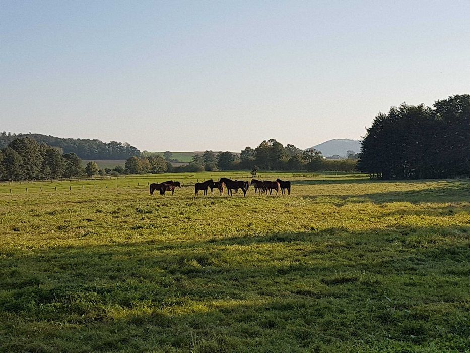 Stadnina Koni wraz z ziemią 105,6 ha  - 100 % udziałów w spółce rolnej