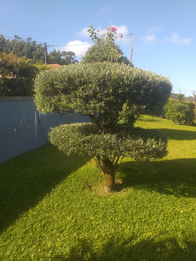 Oliveiras para jardim