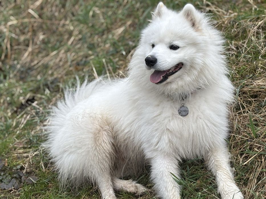 Самоїд вязка, шукаємо дівчинку для стосунків
