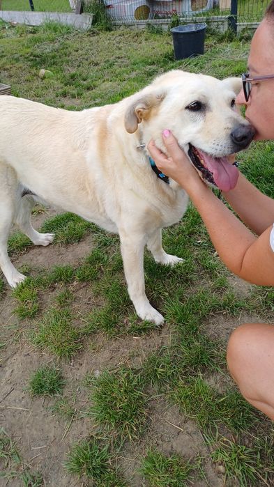Rezerwacja: Szupi, około 8 letni, w typie labradora, przekochany
