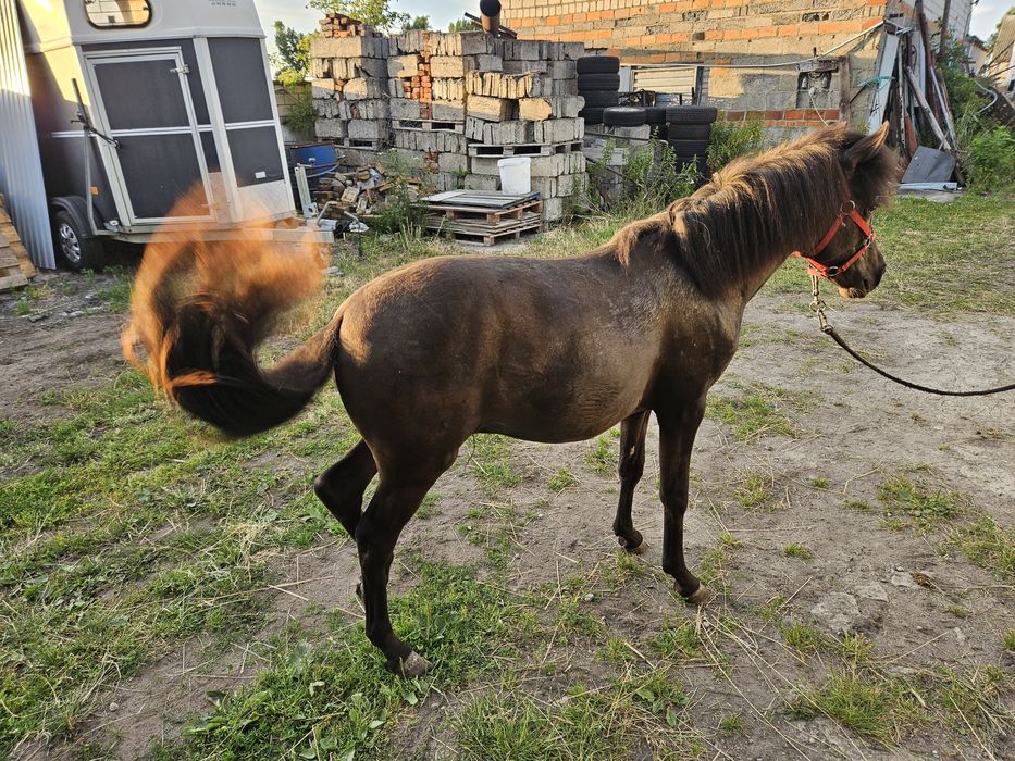 sprzedam konika ogierka