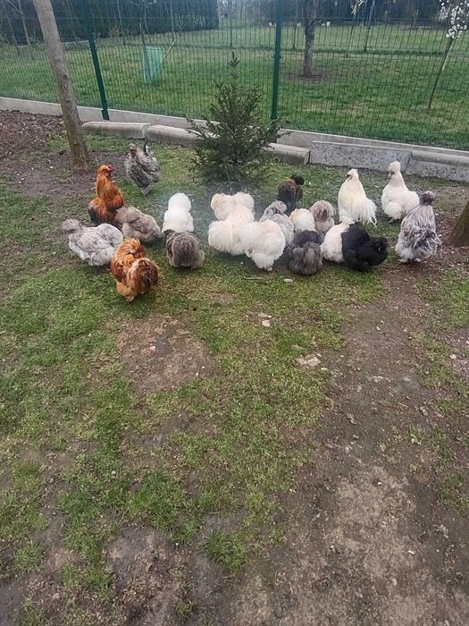 Jajka lęgowe siłka USA jedwabiste lub satyna