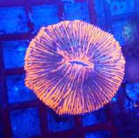 Fungia dwukolorowa premium. Koralowiec LPS . Akwarium morskie