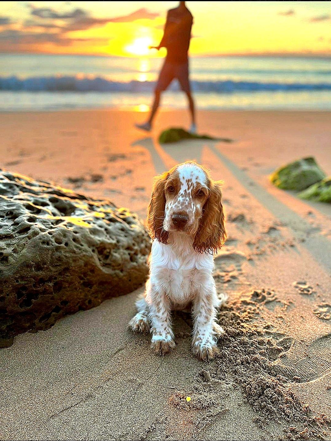 Cocker Spaniel Angielski Suczka złoto - biszkoptowa - Rodowód