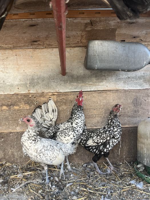 Trio de sebright prata