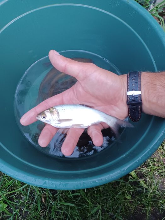 Karaś złota . Amur , Lin , Tołpyga  , Sandacz.