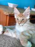 Maine coon rudy  kocurek z rodowodem FPL