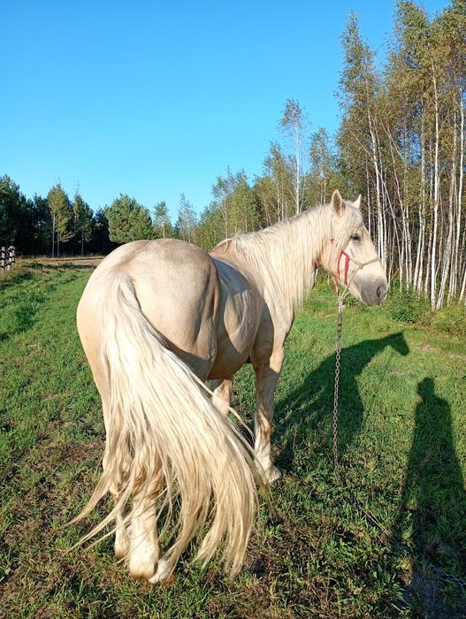 Жеребець 3.5 роки