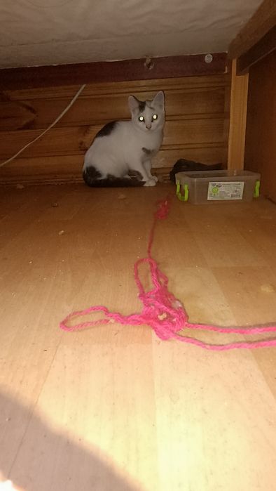 Котята, Помогите найти дом малышам