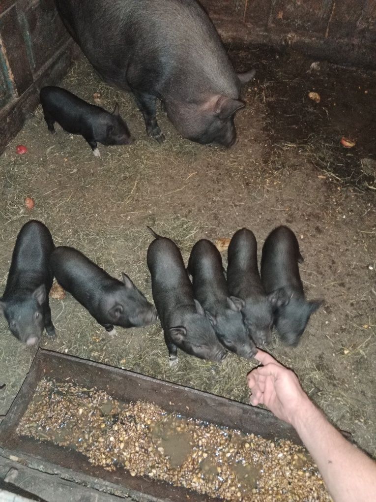 ПРОДАЄТЬСЯ в'єтнамські свині
