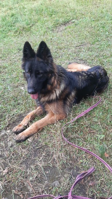 Śliczny  młody owczarek niemiecki Gorzo do adopcji że schroniska.